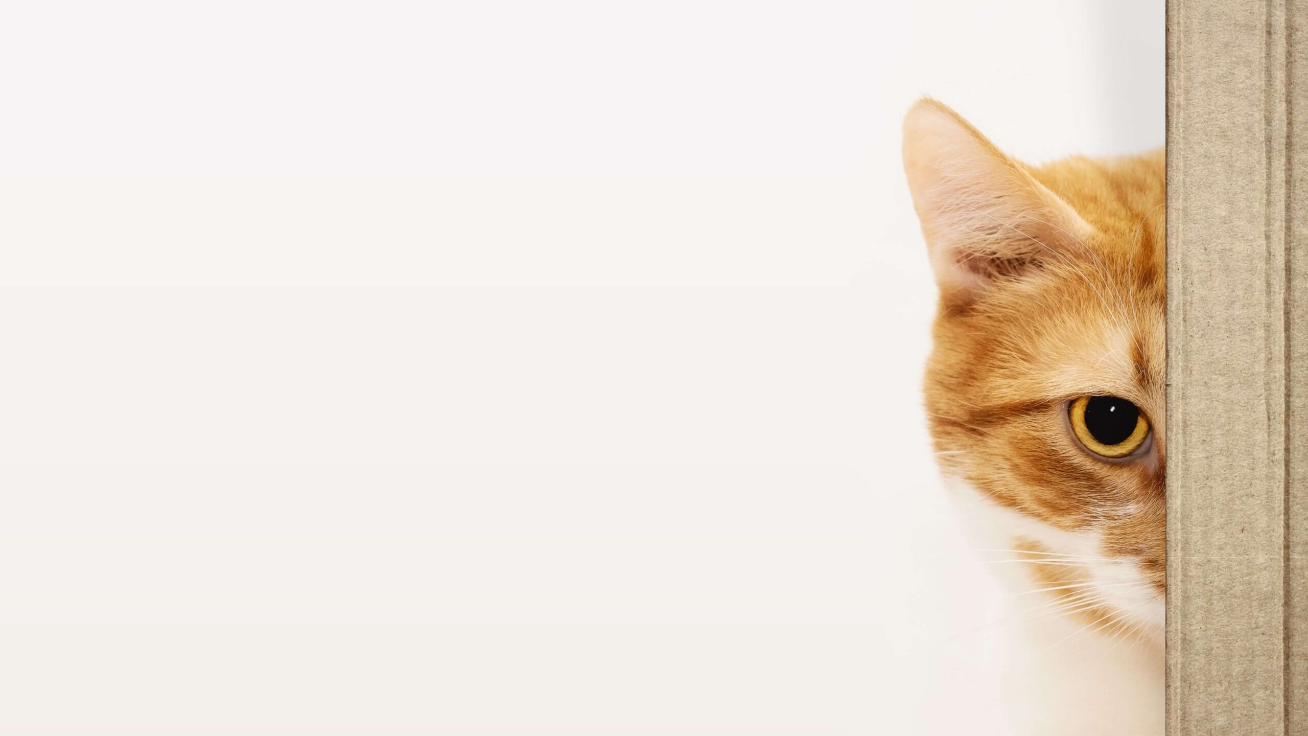 Peekaboo Cat Desktop Wallpaper