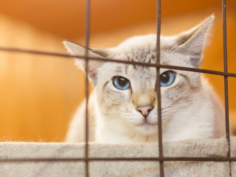Shelter Cats
