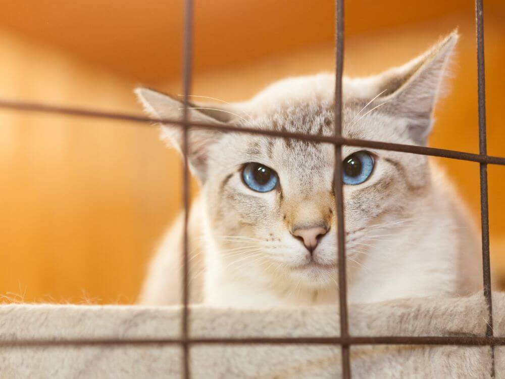 Shelter Cats