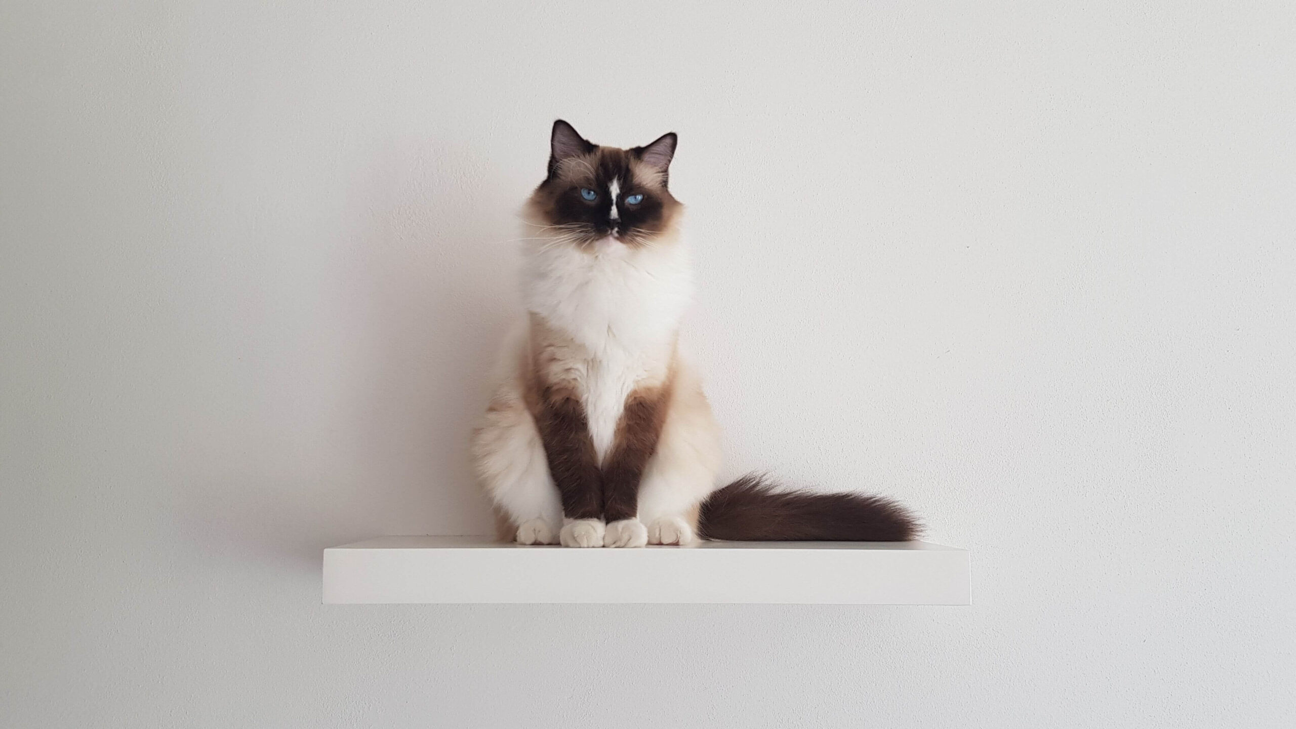 Siamese Cat Notebook Wallpaper