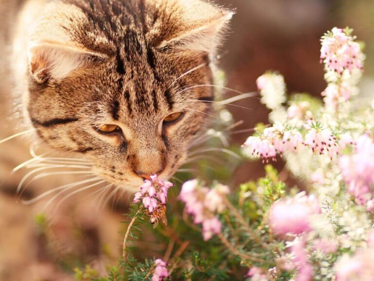 Smell in Cats