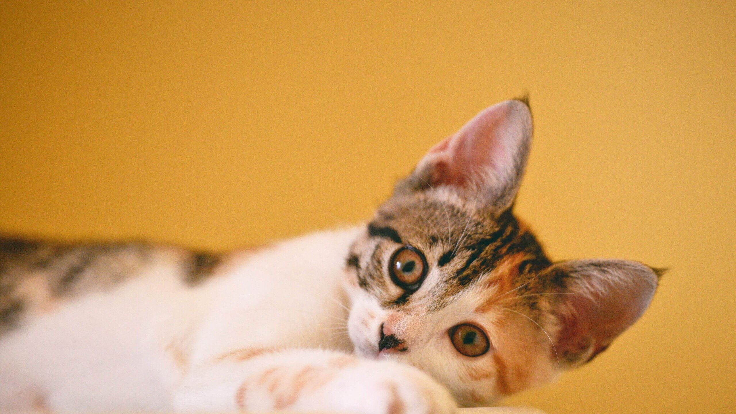 Spotted Cat Notebook Wallpaper