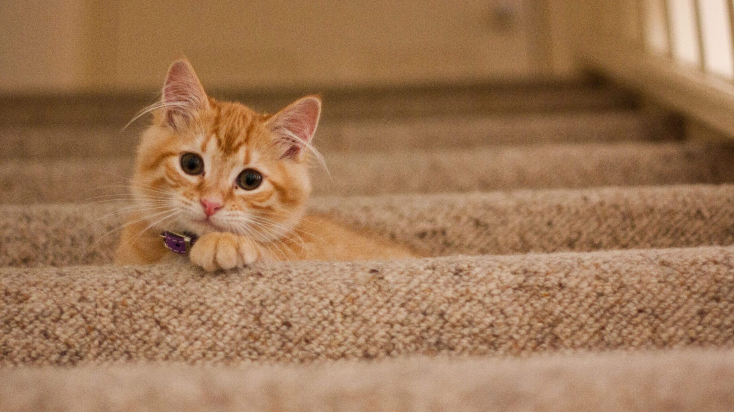 Tabby Cat on Stairs Notebook Wallpaper