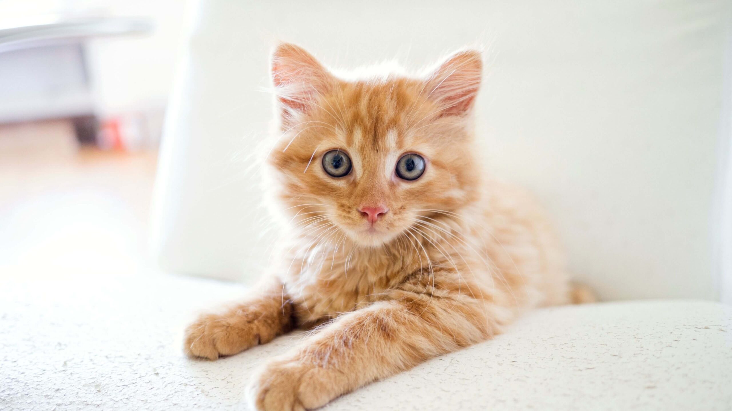 Tabby Kitten Desktop Wallpaper