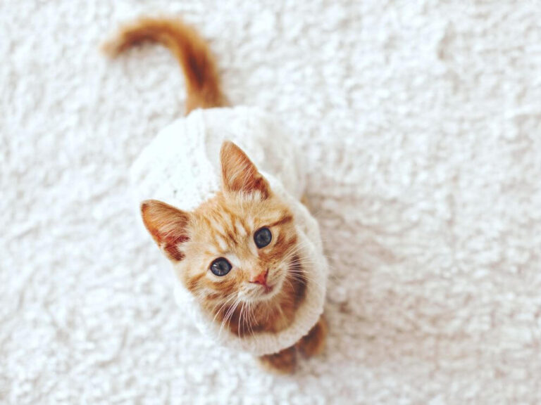 Training a Kitten
