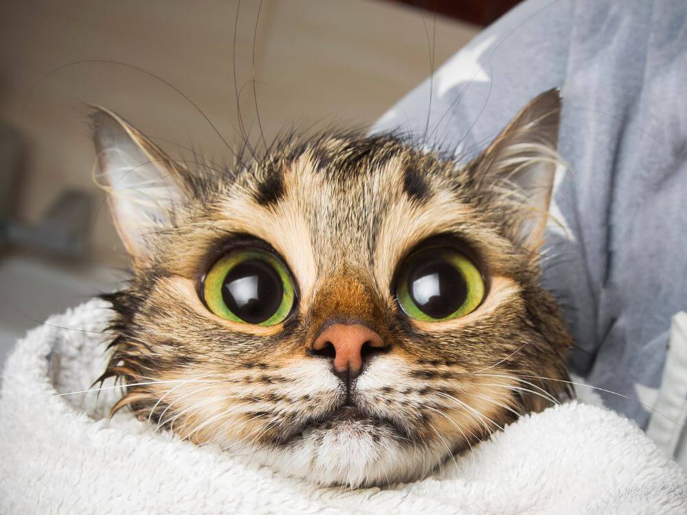 Vision of Cats
