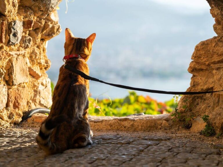 Walking a Cat on a Leash