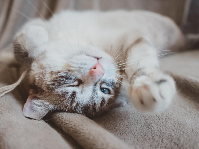 Cat Lies on Its Back