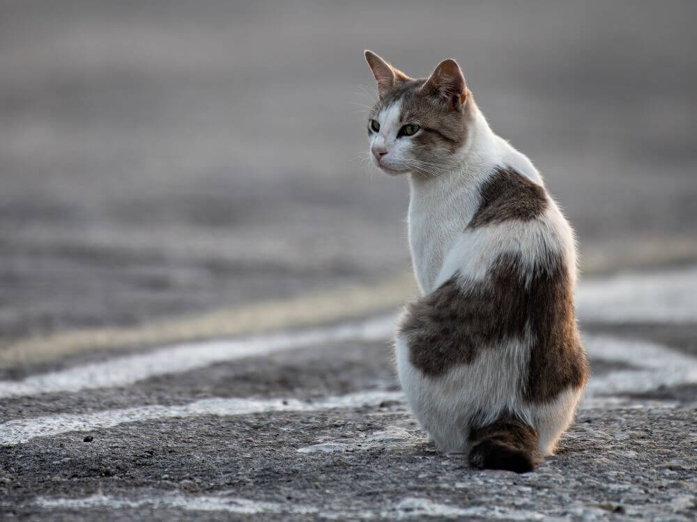 Aegean Cat Breed