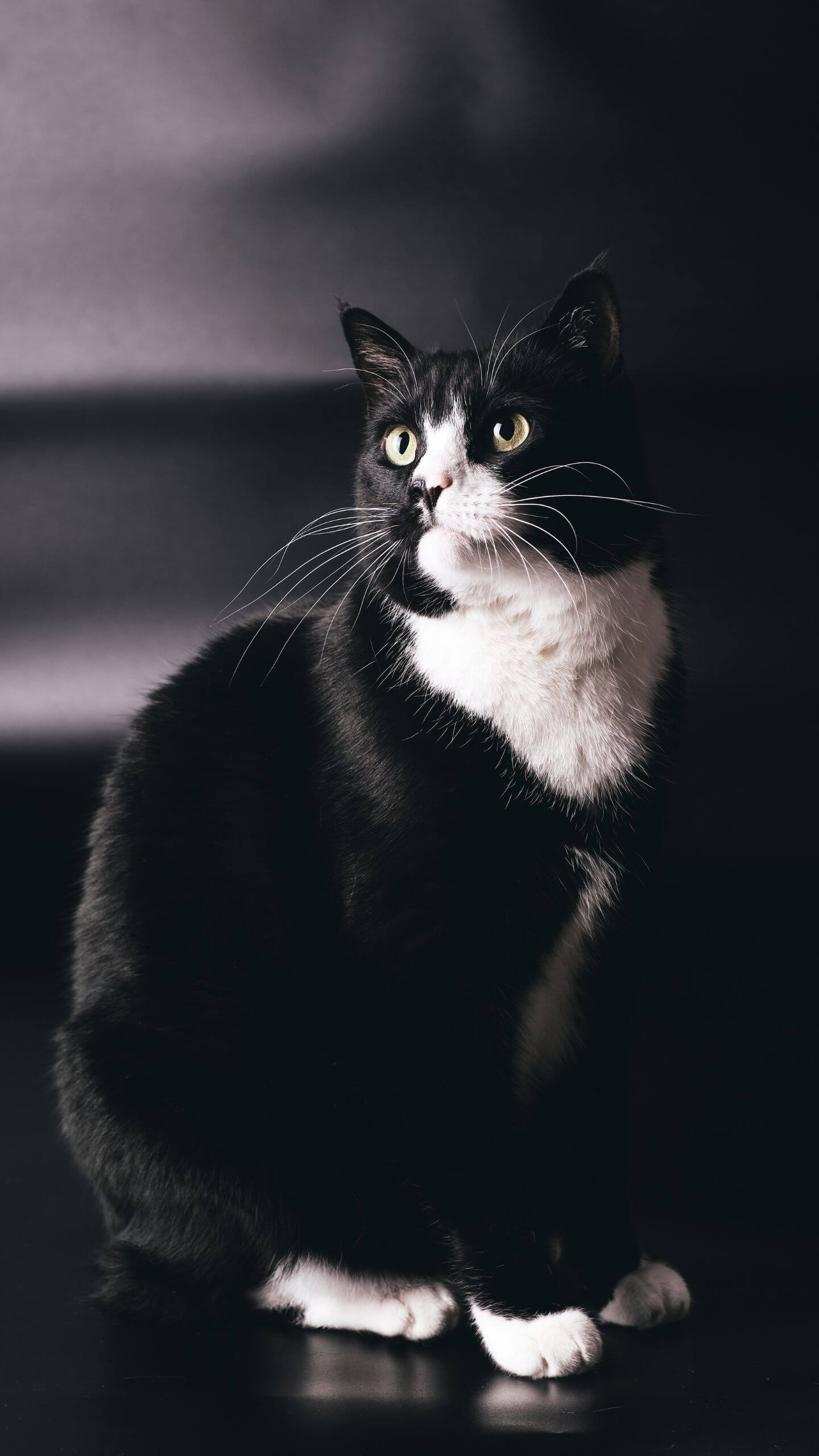 Black and White Cat with Amber Eyes in the Shadows Mobile Wallpaper