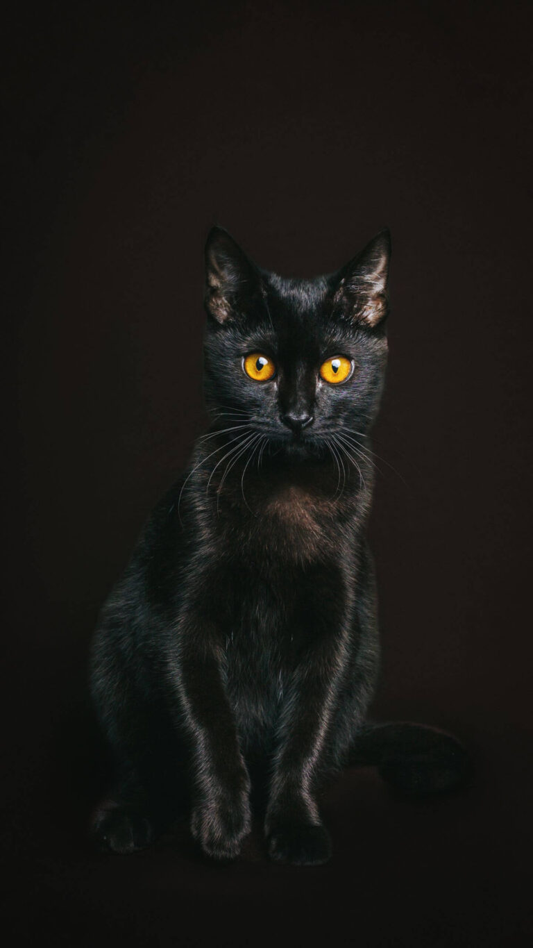 Black Cat with Amber Eyes in the Shadows Mobile Wallpaper