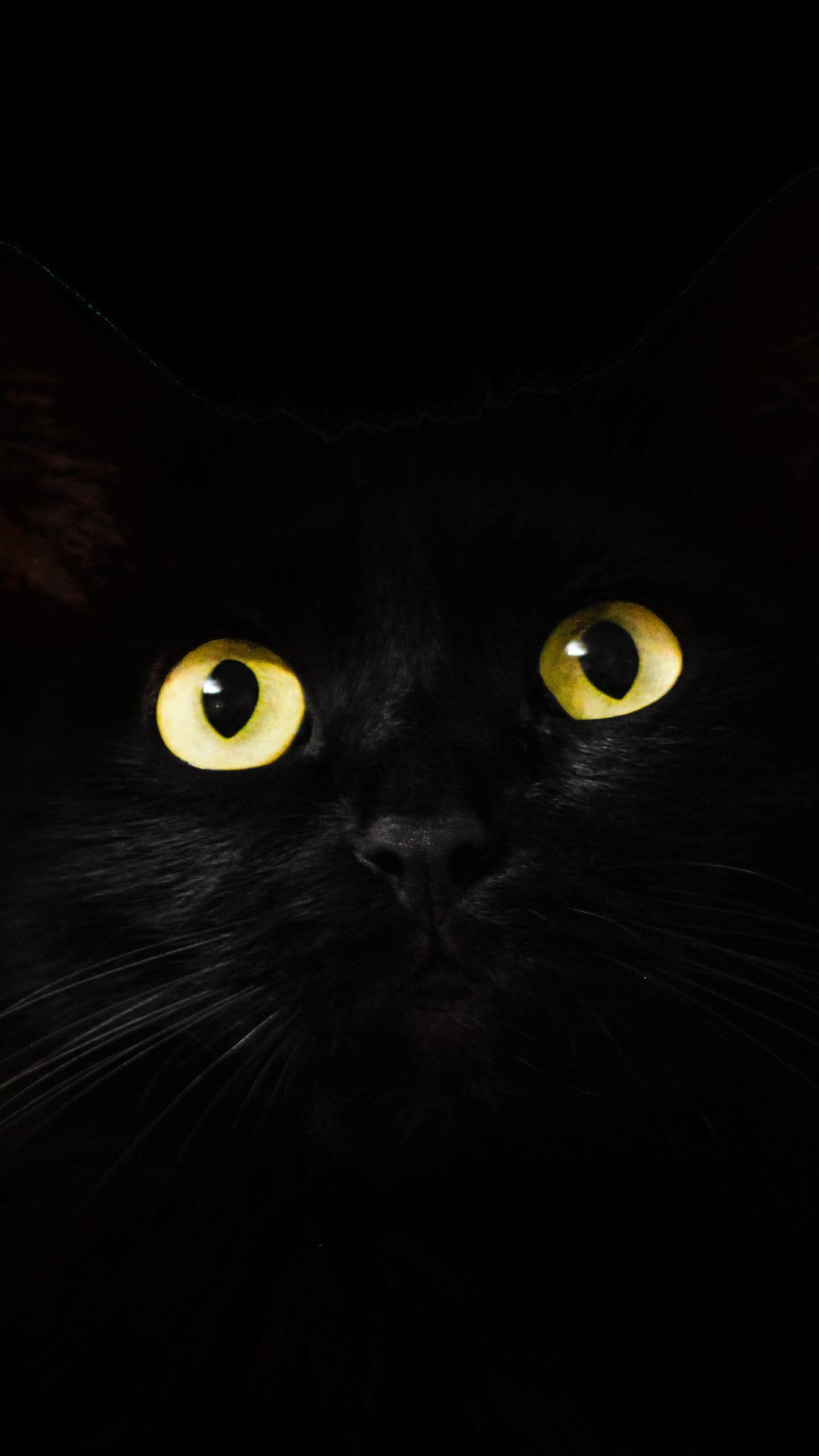 Black Cat Stare Mobile Wallpaper