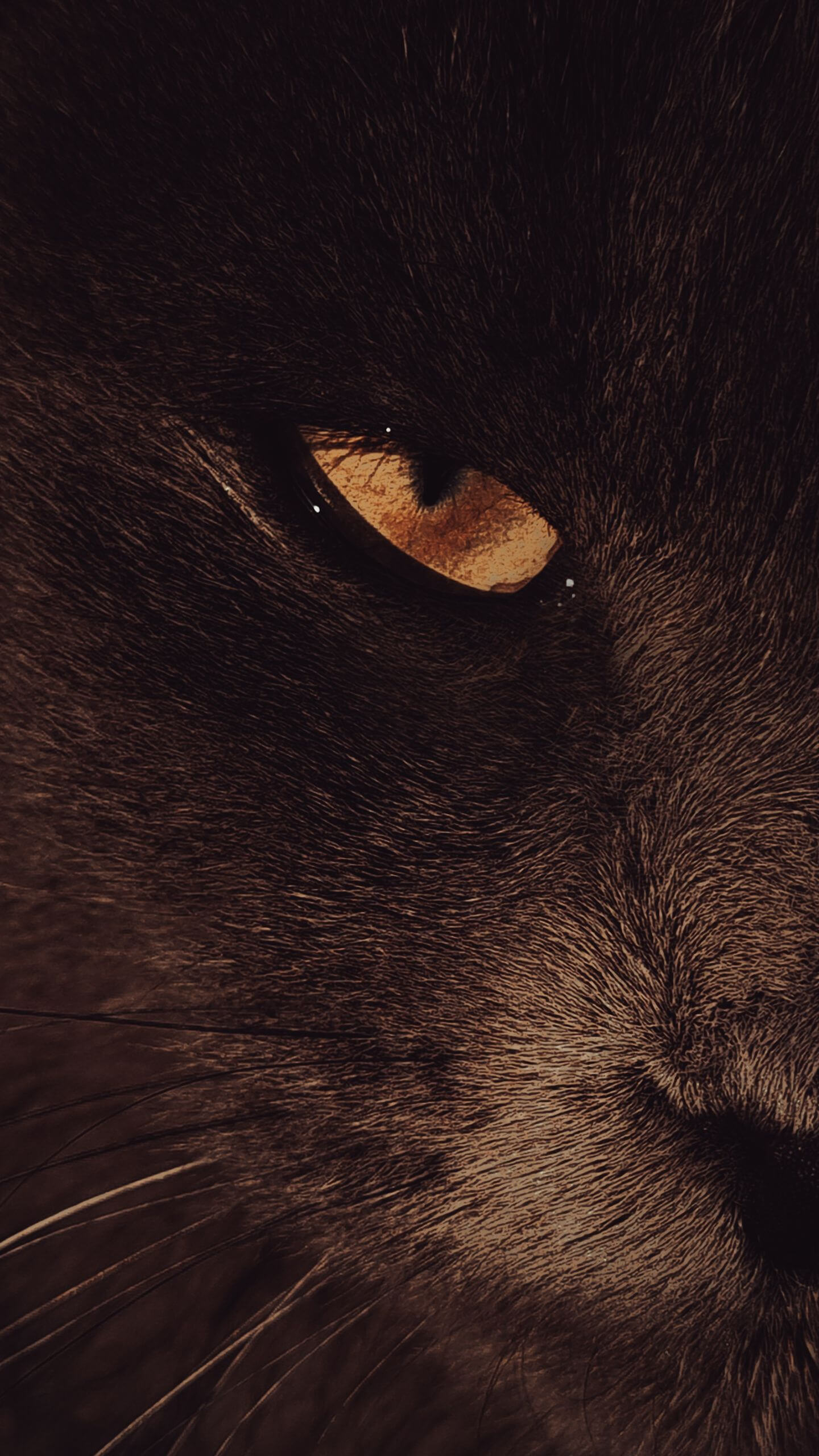 Black Cat Eye Mobile Wallpaper
