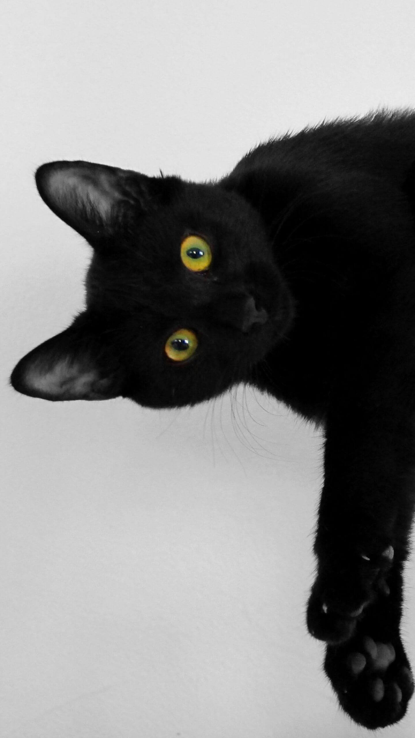 Playful Black Cat Mobile Wallpaper