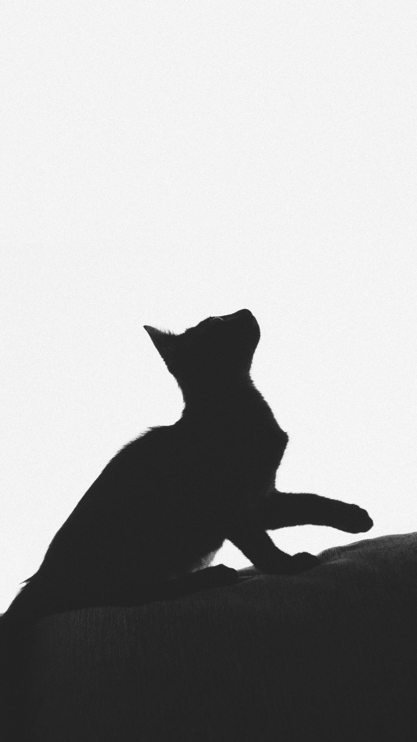 Elegant Black Cat Silhouette Mobile Wallpaper
