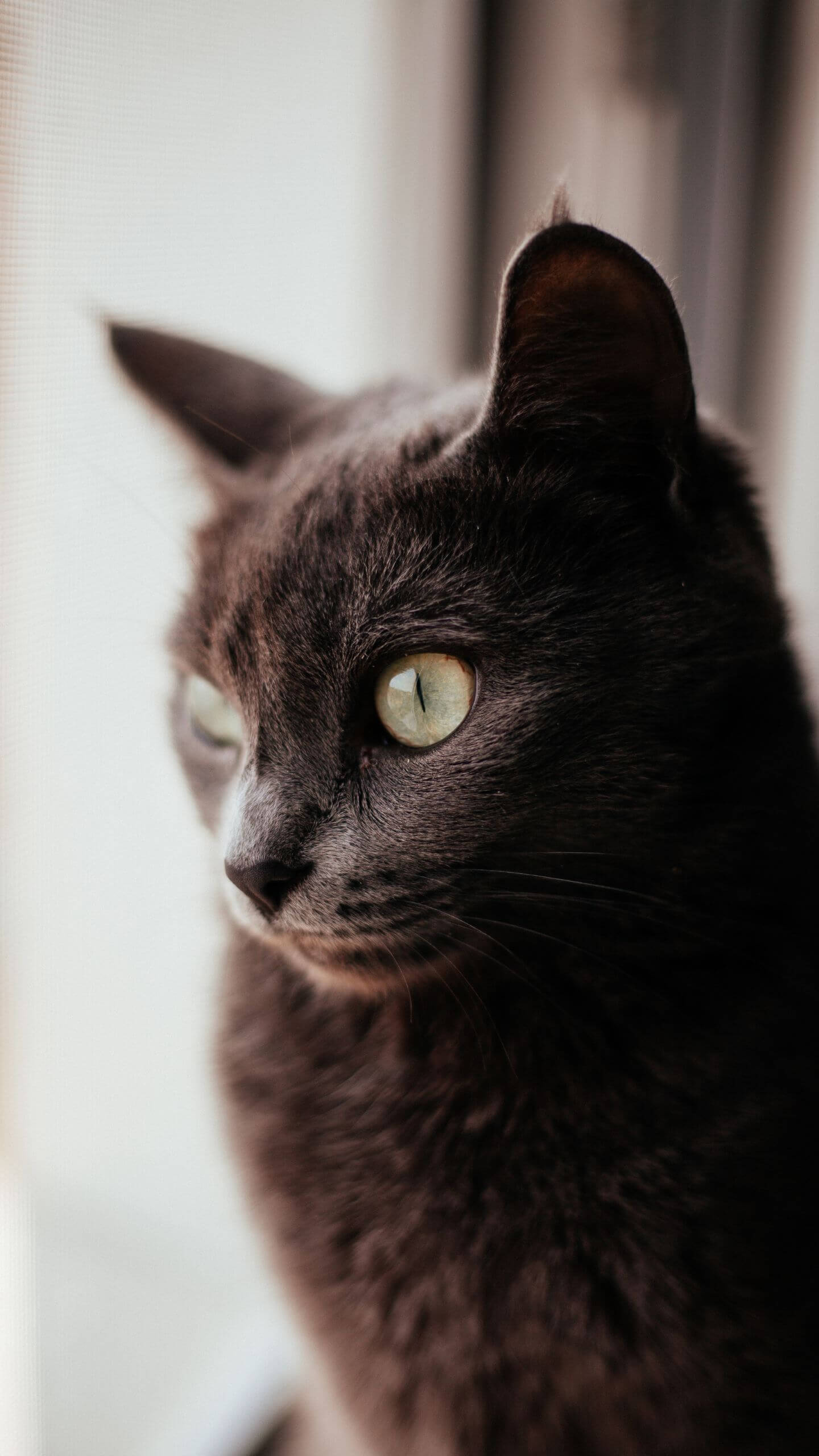 Black Cat Portrait on Light Background Mobile Wallpaper