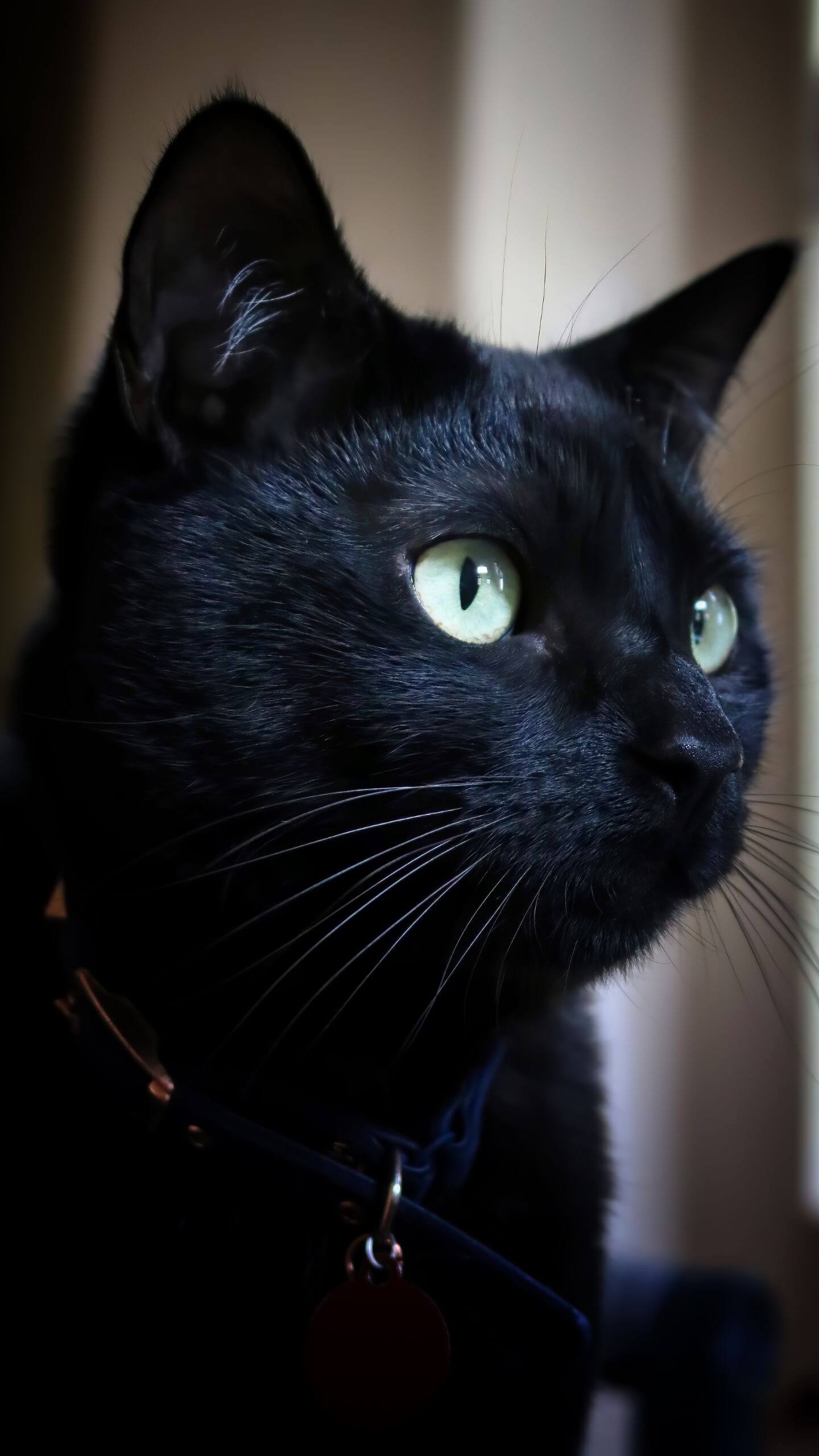 Black Cat Portrait Mobile Wallpaper