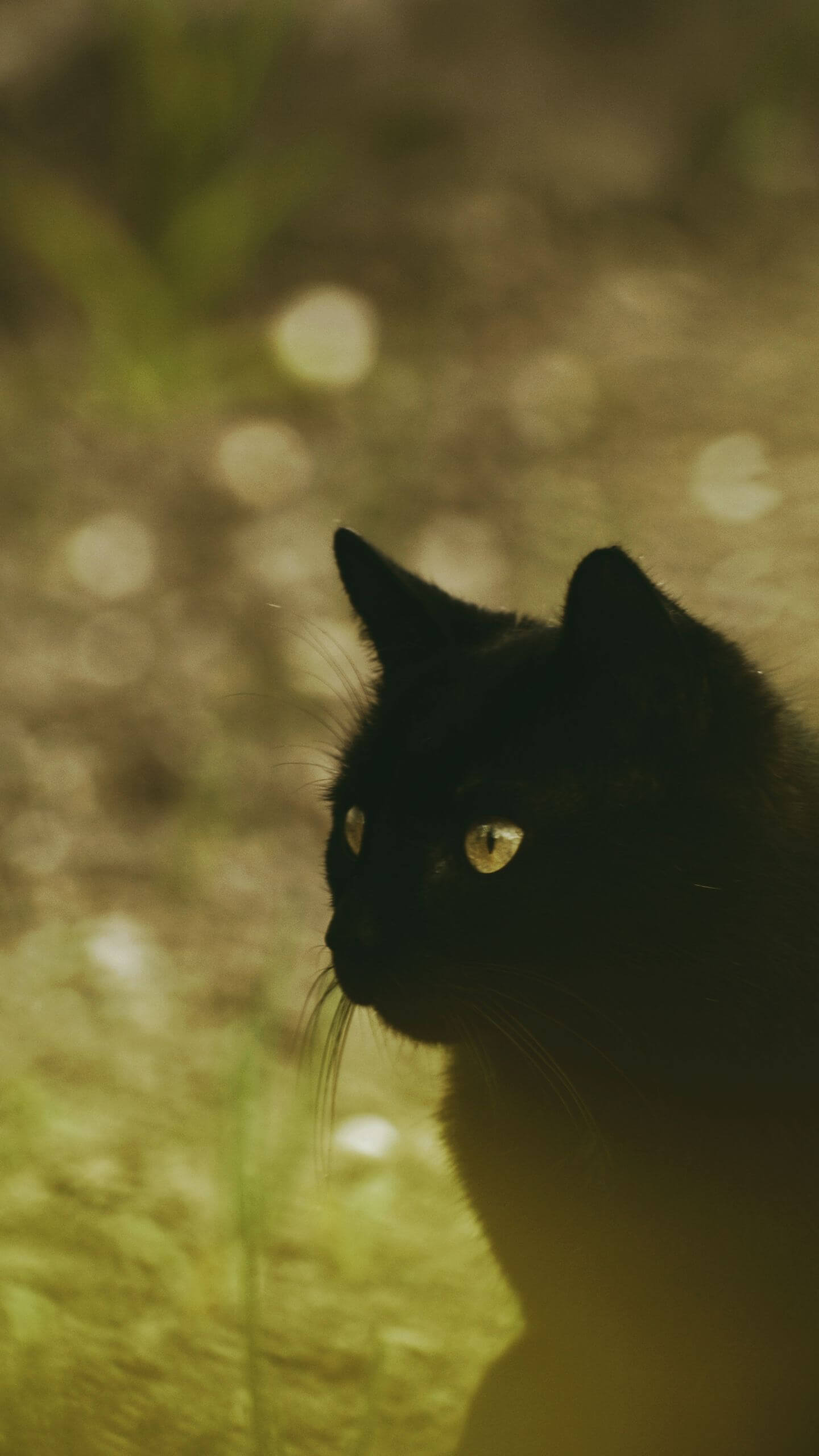 Black Cat in Nature Mobile Wallpaper