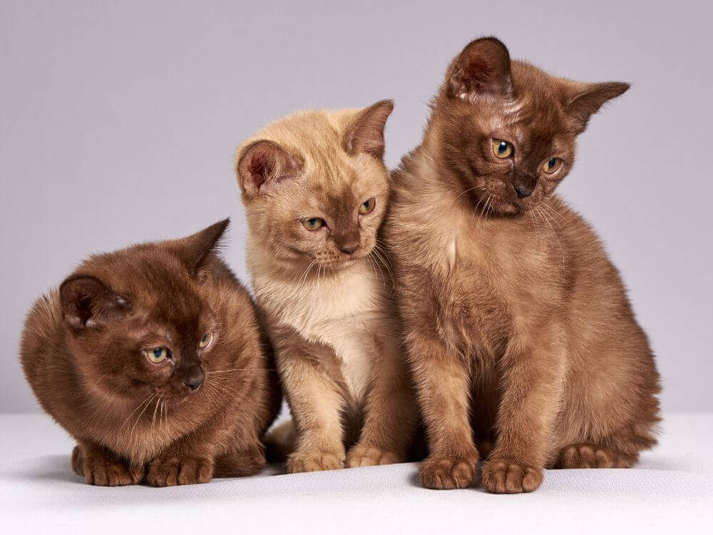 Burmese Cat Breed