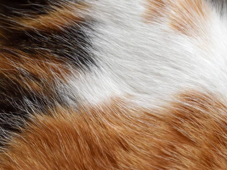 Cat Fur Loss