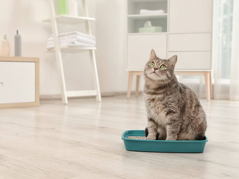 Teaching Cats to Use Litter Trays