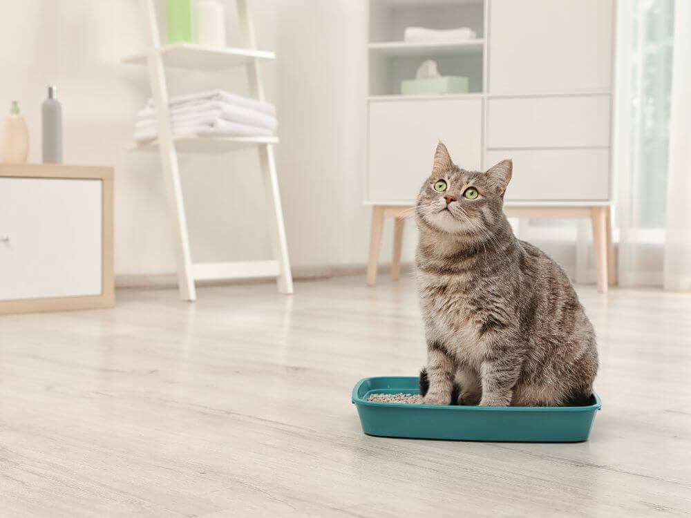 Teaching Cats to Use Litter Trays