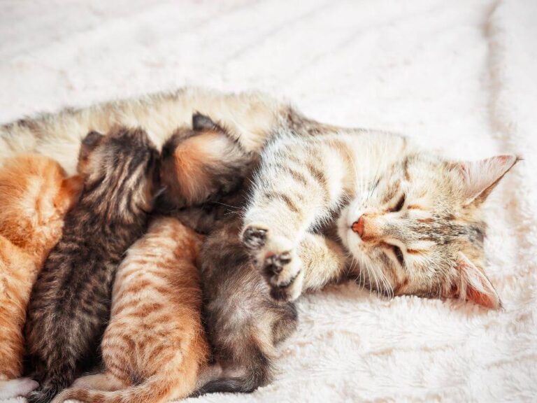 Cat Reproduction