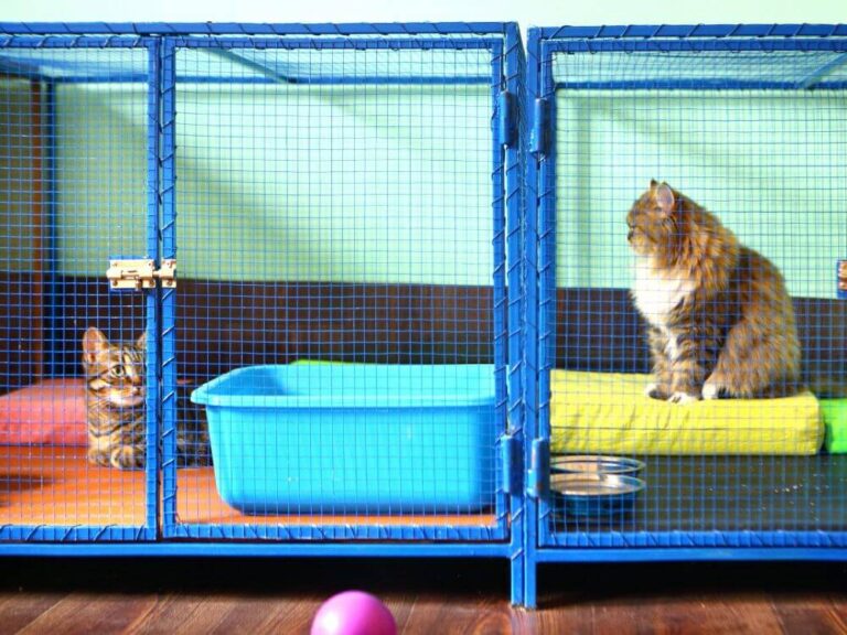 Introducing Alley Cat Allies