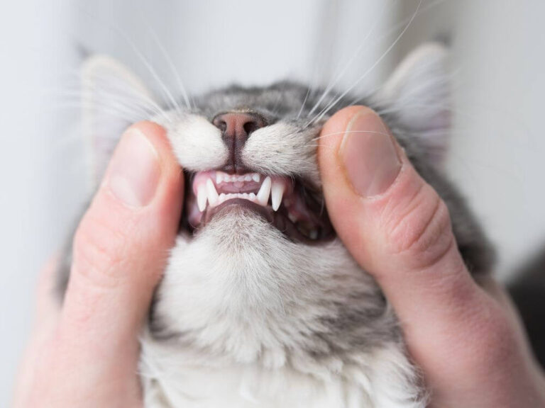 Cat's Teeth