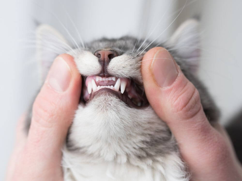 Cat's Teeth