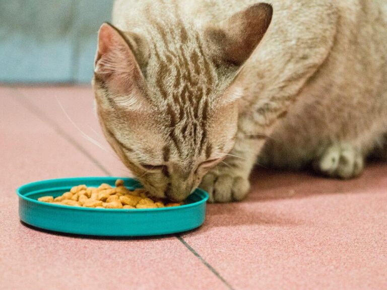 Choosing The Best Cat Food