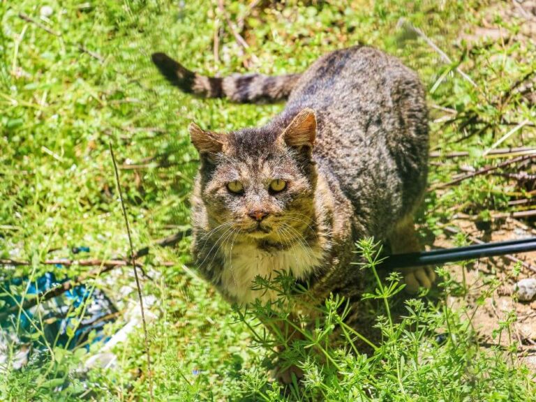 National Feral Cat Day