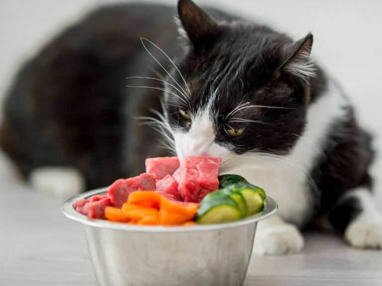 Human Food for Cats