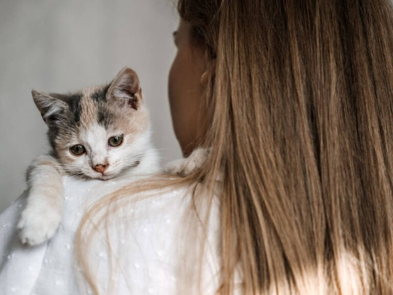 Process of Cat Adoption
