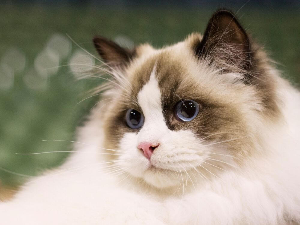 Ragdoll Cat Breed