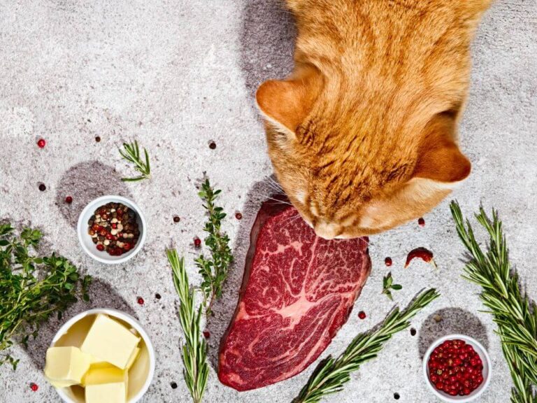 Raw Cat Food