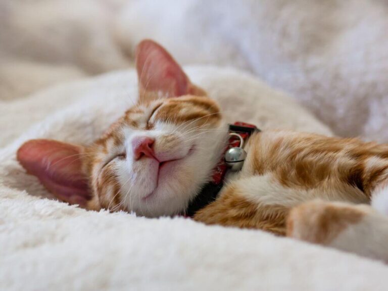 Sleeping Cat