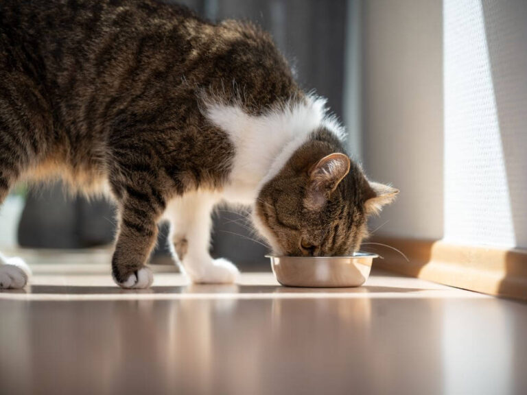Vegetarian Cat Food