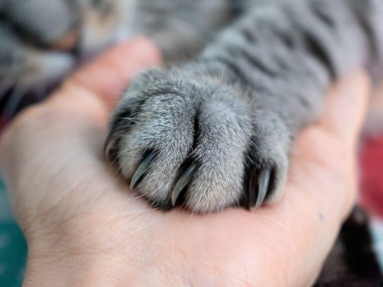 Best Friends Animal Society