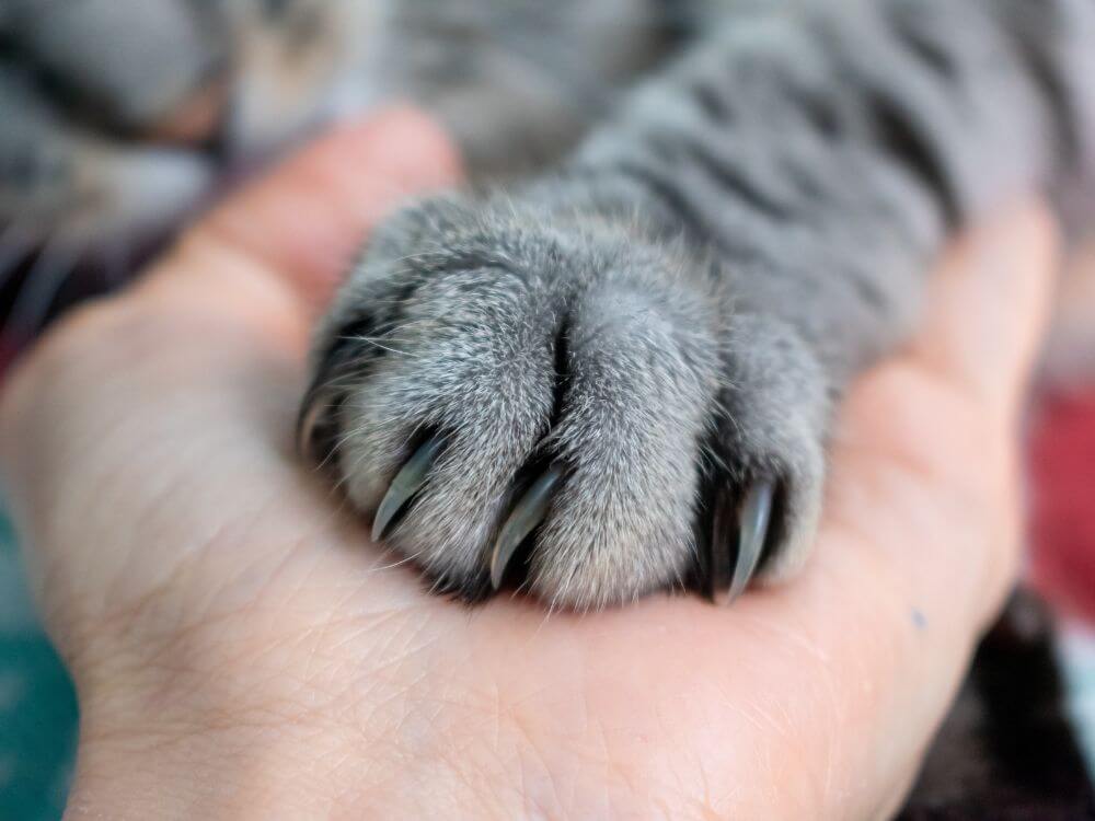 Best Friends Animal Society