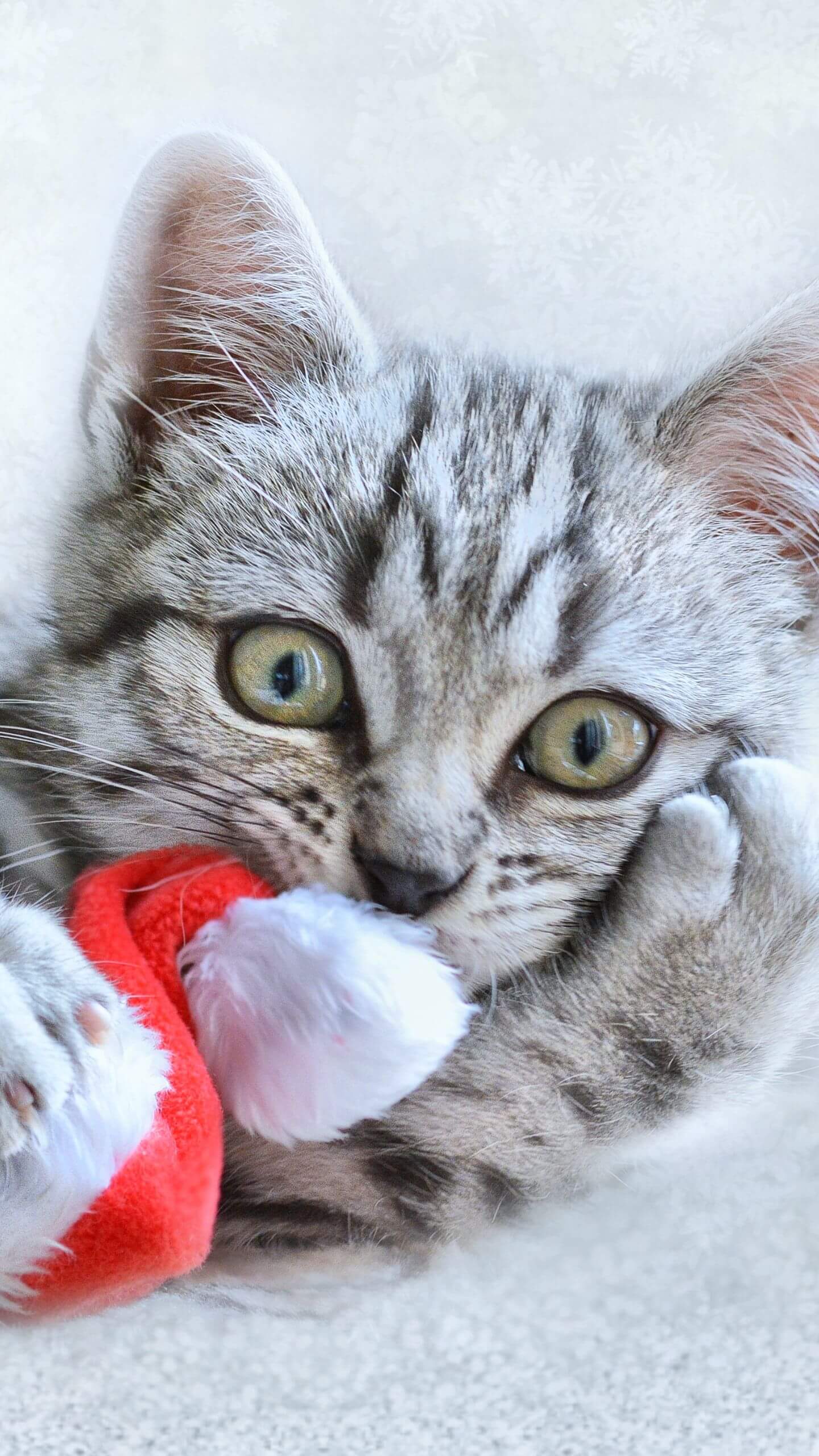 Grey Cat Playing with-Santa Hat Mobile Wallpaper