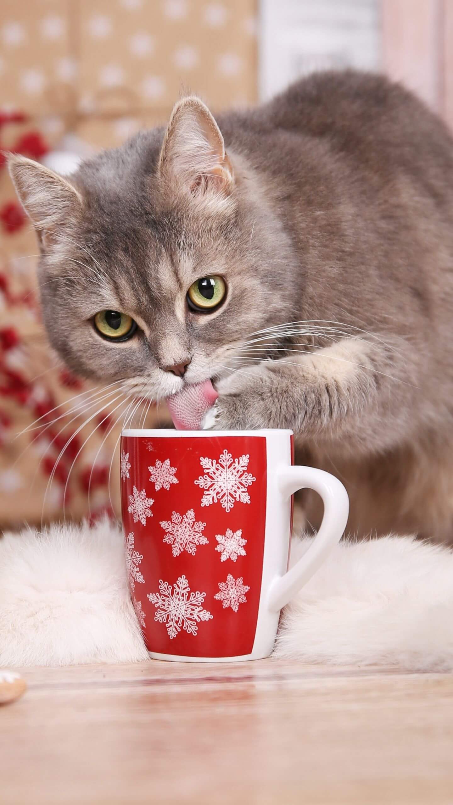 Grey Cat Posing with a Christmas Mug Mobile Wallpaper