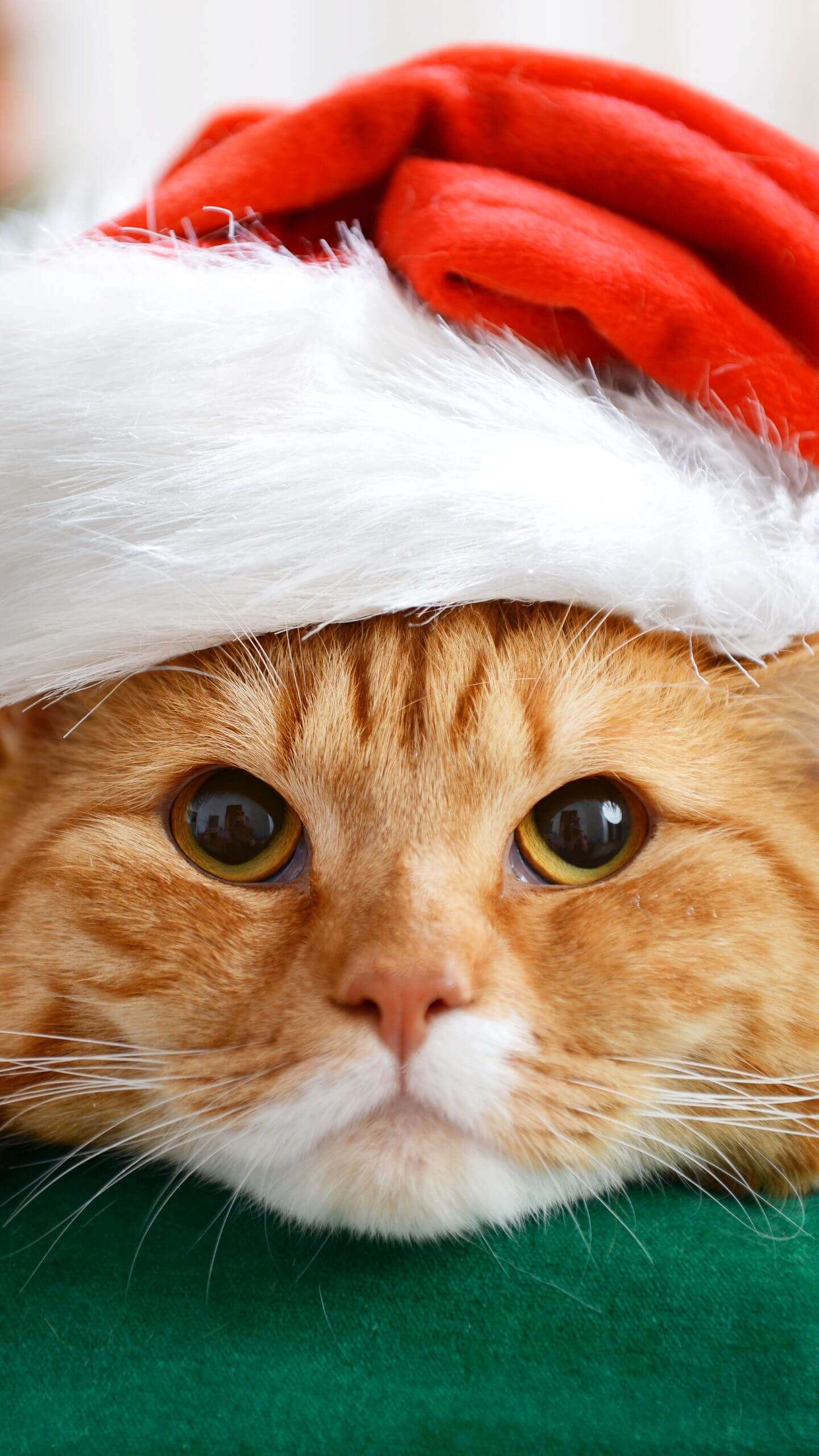 Orange Tabby in Santa Hat Mobile Wallpaper