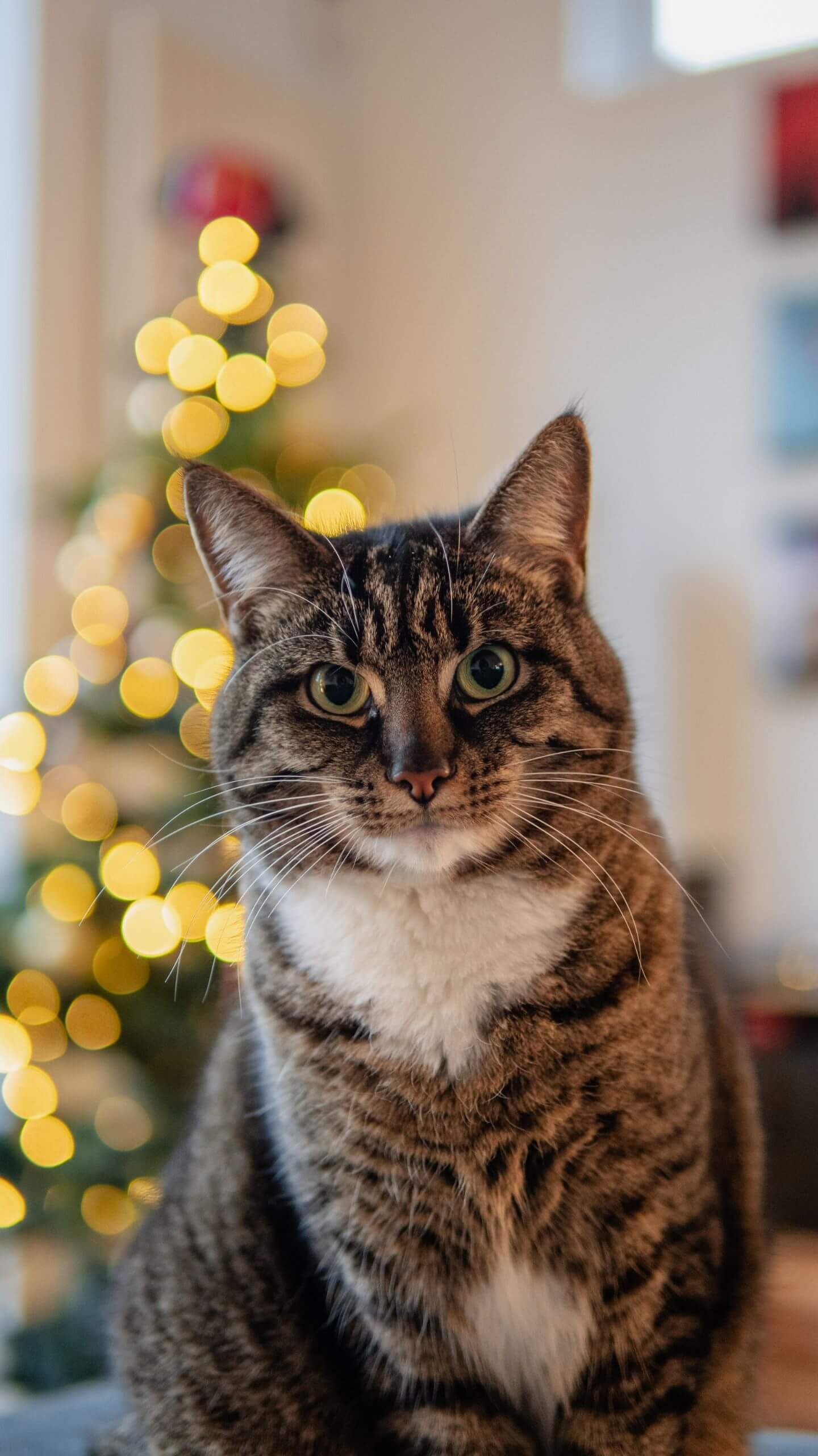 Tabby Cat Christmas Mobile Wallpaper