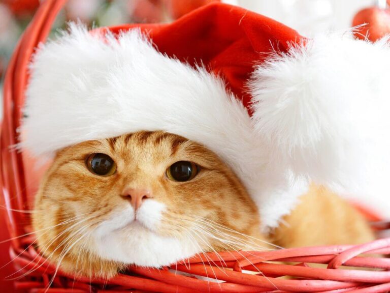 Christmas Adoption