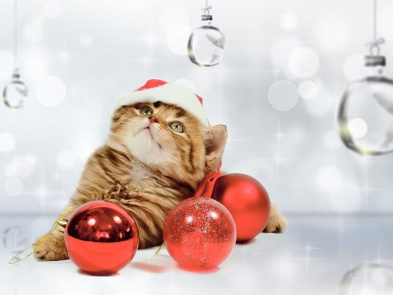Christmas Cat Photography Ideas