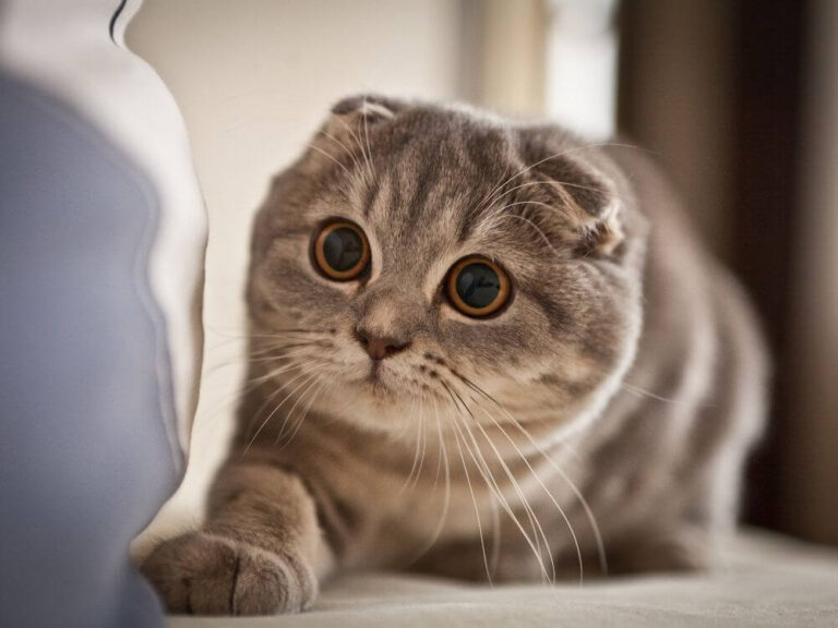 Scottish Fold Cat Breed