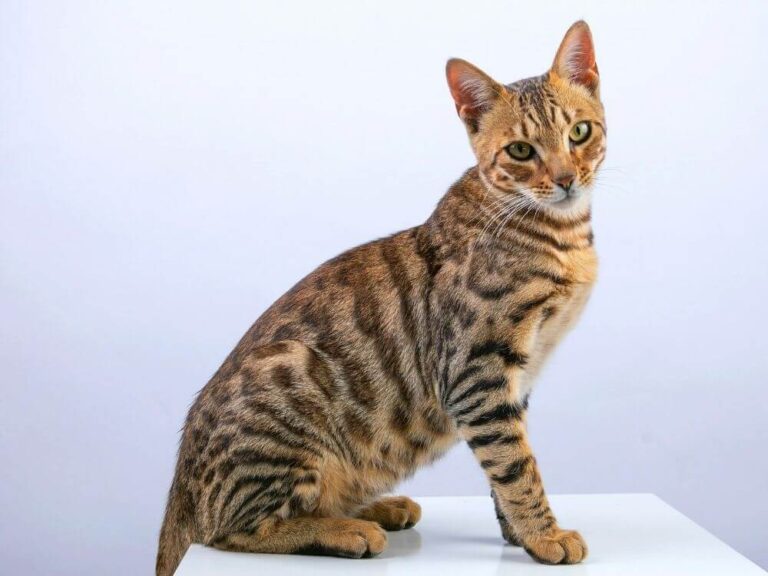 Bengal Cat Breed