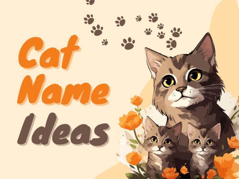 Cat Name Ideas
