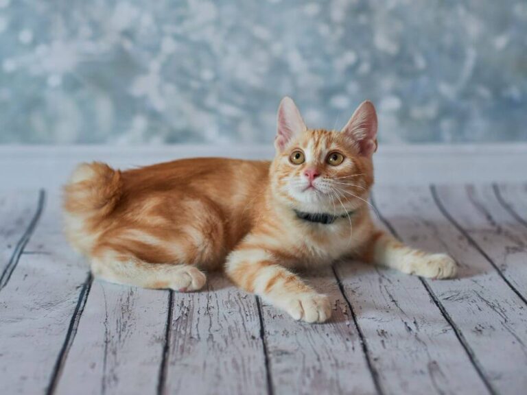American Bobtail